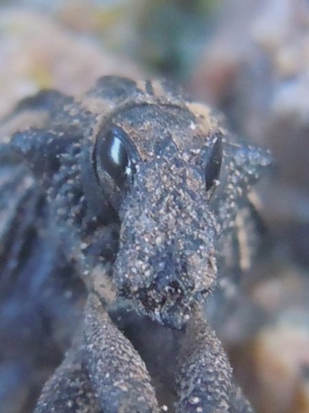 Curculionidi dal Nord Sardegna: Brachycerus albidentatus